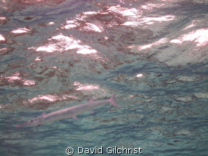 Crocodile Needlefish blending in with surface. StingRay C... by David Gilchrist 